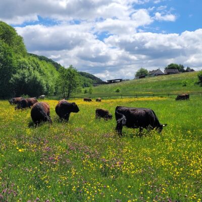 Eine Mutterkuhherde mit Galloway Rindern auf einer Weide