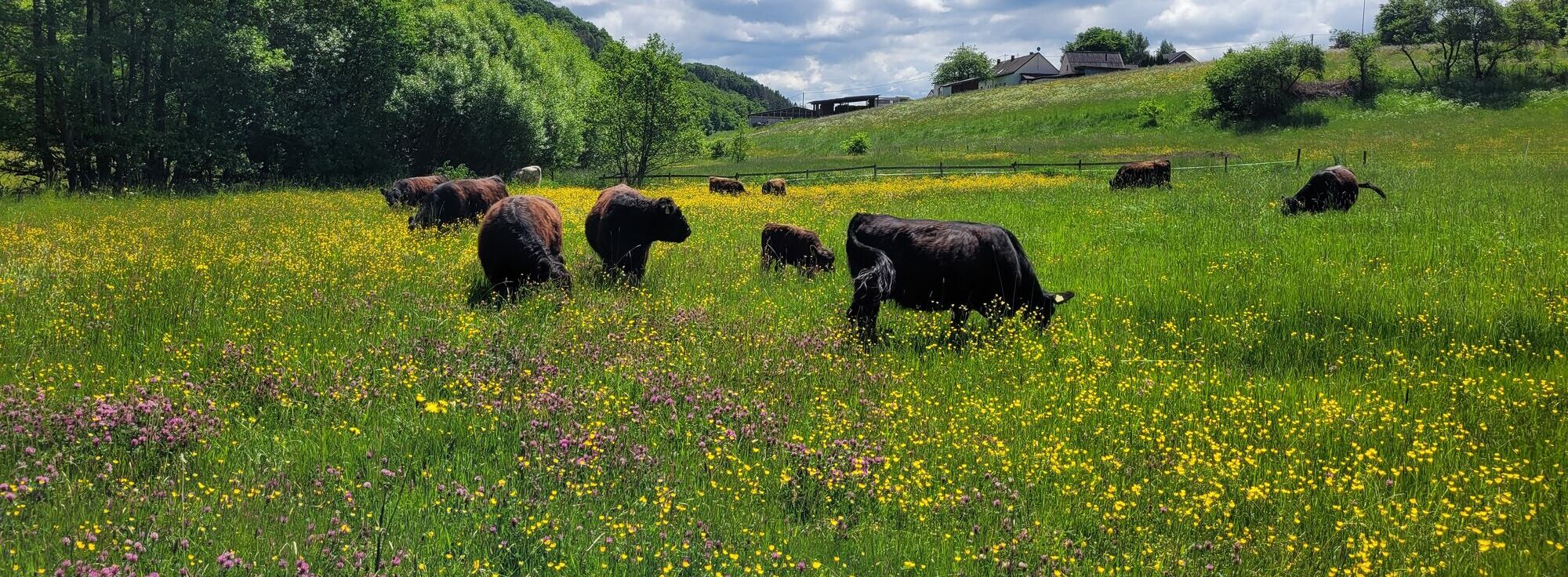 Eine Mutterkuhherde mit Galloway Rindern auf einer Weide