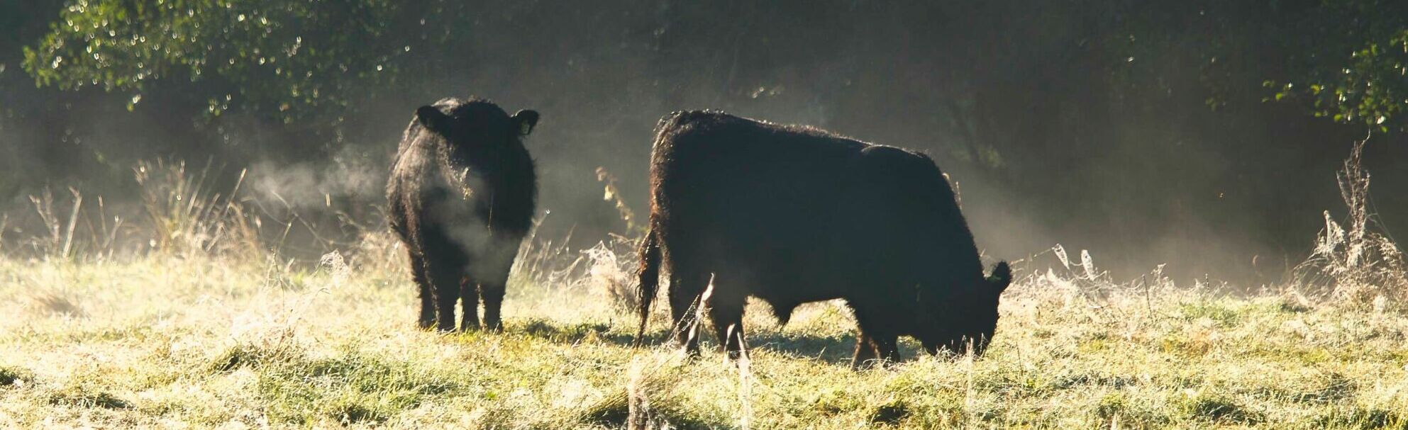 Galloway Bullen auf einer Weide auf dem Landgut Pfauenhof in der Eifel